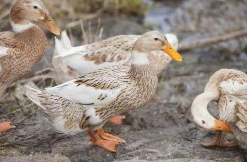 鸭子国产视频,鸭子的趣味生活大揭秘
